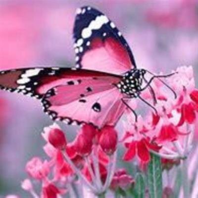Smith, Theresa Ann
