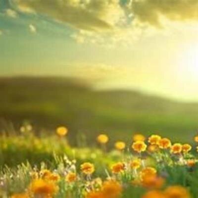 Shirley Ann Phillips