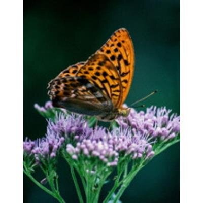 Nancy Lee Rader