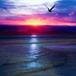Carol Joyce Riccio