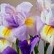 Wanda Schram