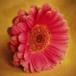 Betty Bozeman,