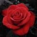 Mrs. Florence Josephine Use