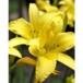 Barbara Lillian Cook