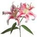 Mary Sue Wallis