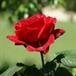 Muriel R. "Rose" Randolph