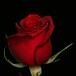Debra Nichols McShane