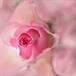 Ruth Ann Cook