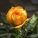 Donna Jean Rouse Swain Jordan