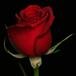Lois W. Paugh