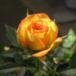 Betty Carmen Riegel