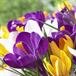 Phyllis Elaine Settle