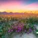 Betty Kathleen Shellman
