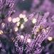 Mary Jane Sites