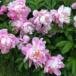 June Frances Brake (Bolivar)