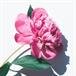 Dolores T. Spaulding