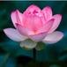 Kim Chi Thi Diep