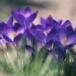 Sue Jeanette Kenning Sanders