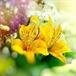 Susan Levern Brandow