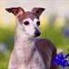 Aurelie's Gunsmoke Princess -