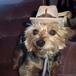 Sir Mutt Mutt