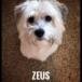 Zeus Townsend
