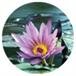 Joyce Ann Floyd