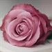 Sherry S. Wissman