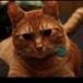 Garfield "Garfy" Luttrull