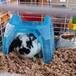 Oreo-Cream Cardwell