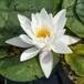 Mary " Wandering White Water Lily" Evans