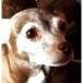 Cocoa Jessop