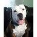 Gotti Hedgepeth