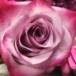 Sherry J Meyer