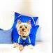 Poochie Climons