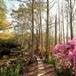 Gladys Fontenot