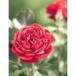 Darlene M Reutter