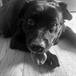 Waylon