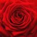 Mzry Margaret Wright