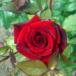 Mary Deloris Avans