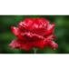 Debbie Ann Roper
