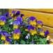Angela Poindexter Singleton
