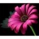 Brenda Joyce Anderson